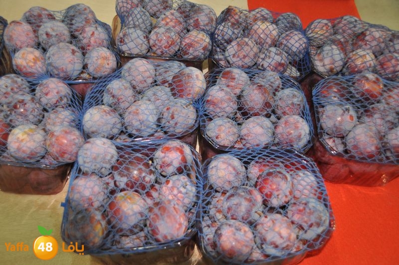 setona2y 830 (22).JPG